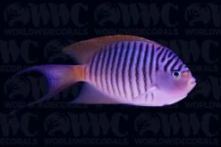 Swallowtail Angelfish - Male - Papua New Guinea