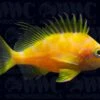 Barbonius Anthias - Indonesia -Coral Shop 1110087