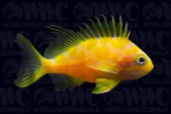 Barbonius Anthias - Indonesia