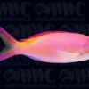 Ignitus Flame Anthias - Sri Lanka -Coral Shop 1110216