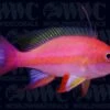 Resplendent Anthias - Male - Maldives -Coral Shop 1110266