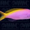 Bartlett's Anthias - Central Pacific