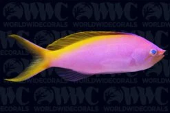 Bartlett's Anthias - Central Pacific