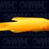 Yellow Assessor Basslet - Australia -Coral Shop 1115033