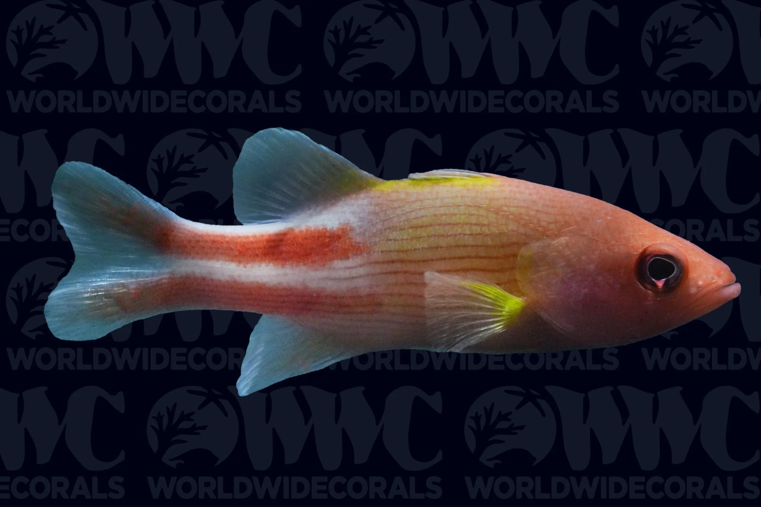 Multilineatum Reef Basslet - Indonesia 3 Multilineatum Reef Basslet - Indonesia