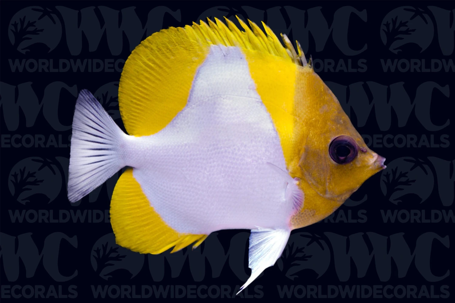 Pyramid Butterflyfish - Philippines 3 Pyramid Butterflyfish - Philippines