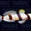 Dracula Goby - Sri Lanka -Coral Shop 1185226 24469f2b 8553 49ab 90e3 c48d4afeec14