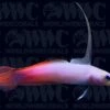 Indian Ocean Firefish - Maldives 1 Indian Ocean Firefish - Maldives -Coral Shop 1185926