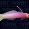 Helfrichi Firefish - Marshall Islands 1 Helfrichi Firefish - Marshall Islands -Coral Shop 1187422
