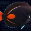 Achilles Tang - Adult - Tahiti -Coral Shop 1315002
