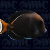 Achilles Tang - Juvenile - Tahiti