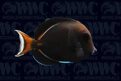 Achilles Tang - Juvenile - Tahiti