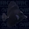 Black Longnose Tang - Tahiti -Coral Shop 1315022a