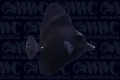 Black Longnose Tang - Tahiti