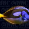 Yellow Belly Hippo Tang - Kenya -Coral Shop 1315084