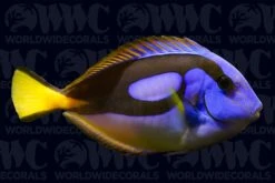 Yellow Belly Hippo Tang - Kenya