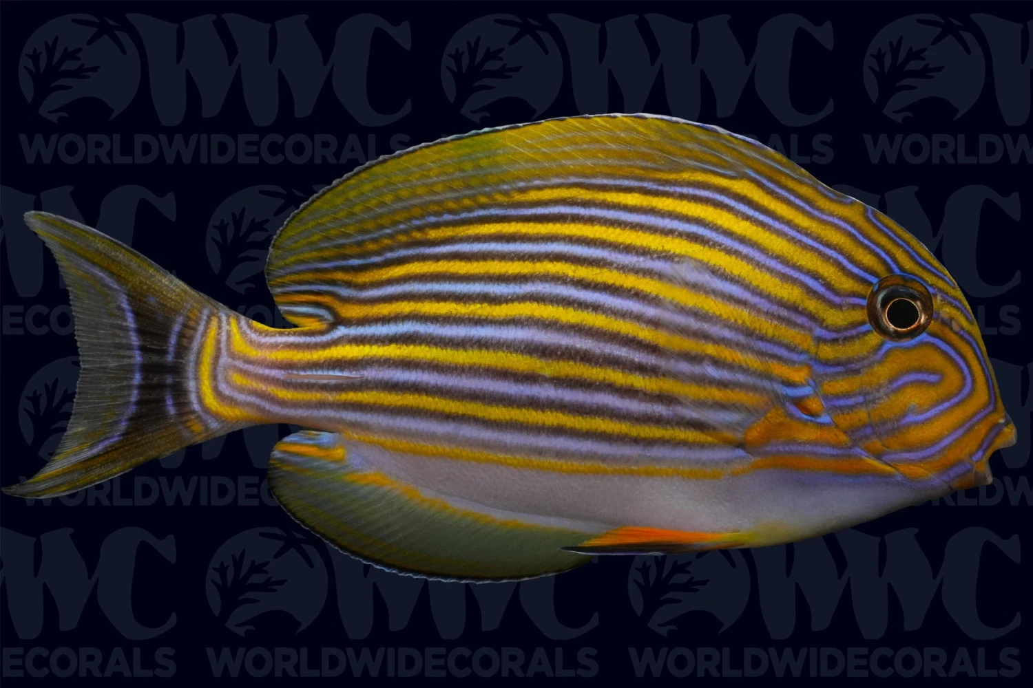 Clown Tang - Sri Lanka 3 Clown Tang - Sri Lanka