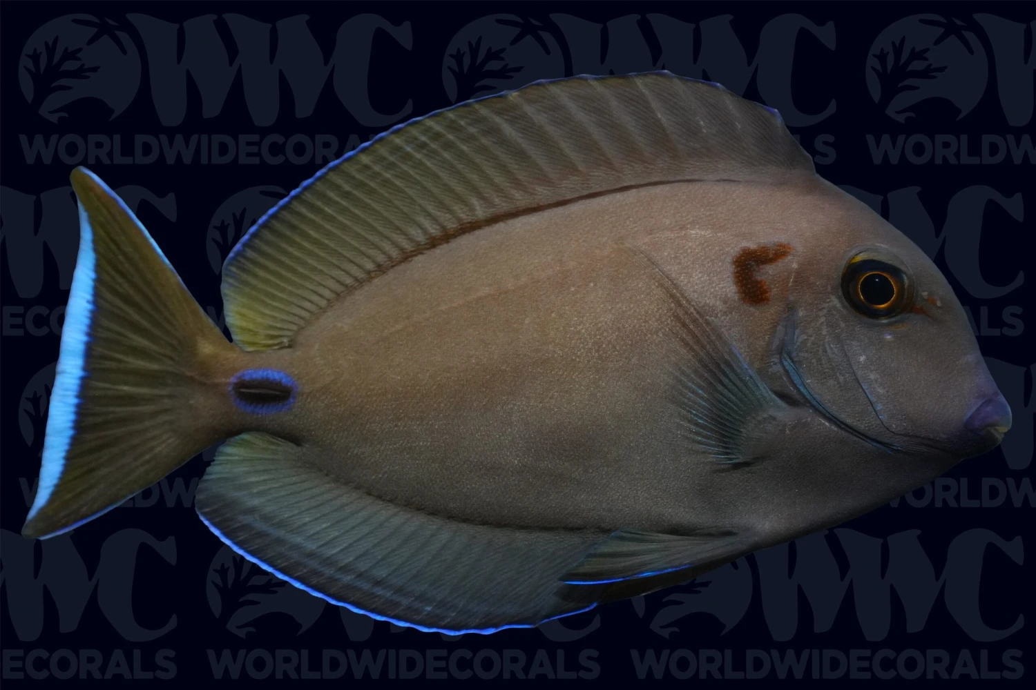 Lieutenant Tang - Maldives 3 Lieutenant Tang - Maldives