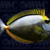 Naso Blonde Tang With Streamer - Maldives -Coral Shop 1315296