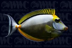 Naso Blonde Tang With Streamer - Maldives