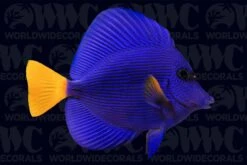 Purple Tang - Djibouti