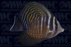 Desjardinii Sailfin Tang - Kenya