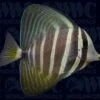 Sailfin Tang - South Pacific 2 Sailfin Tang - South Pacific -Coral Shop 1315382