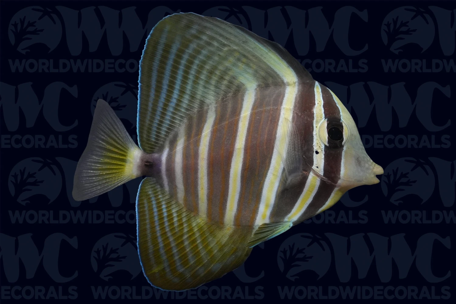 Sailfin Tang - South Pacific 3 Sailfin Tang - South Pacific