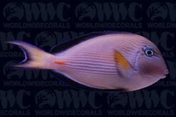 Sohal Tang - Djibouti