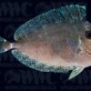 Blue Unicorn Tang - Sub-adult - Indonesia -Coral Shop 1315467
