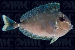 Blue Unicorn Tang - Sub-adult - Indonesia