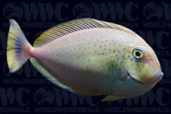 Vlamingii Tang - Changing - Philippines