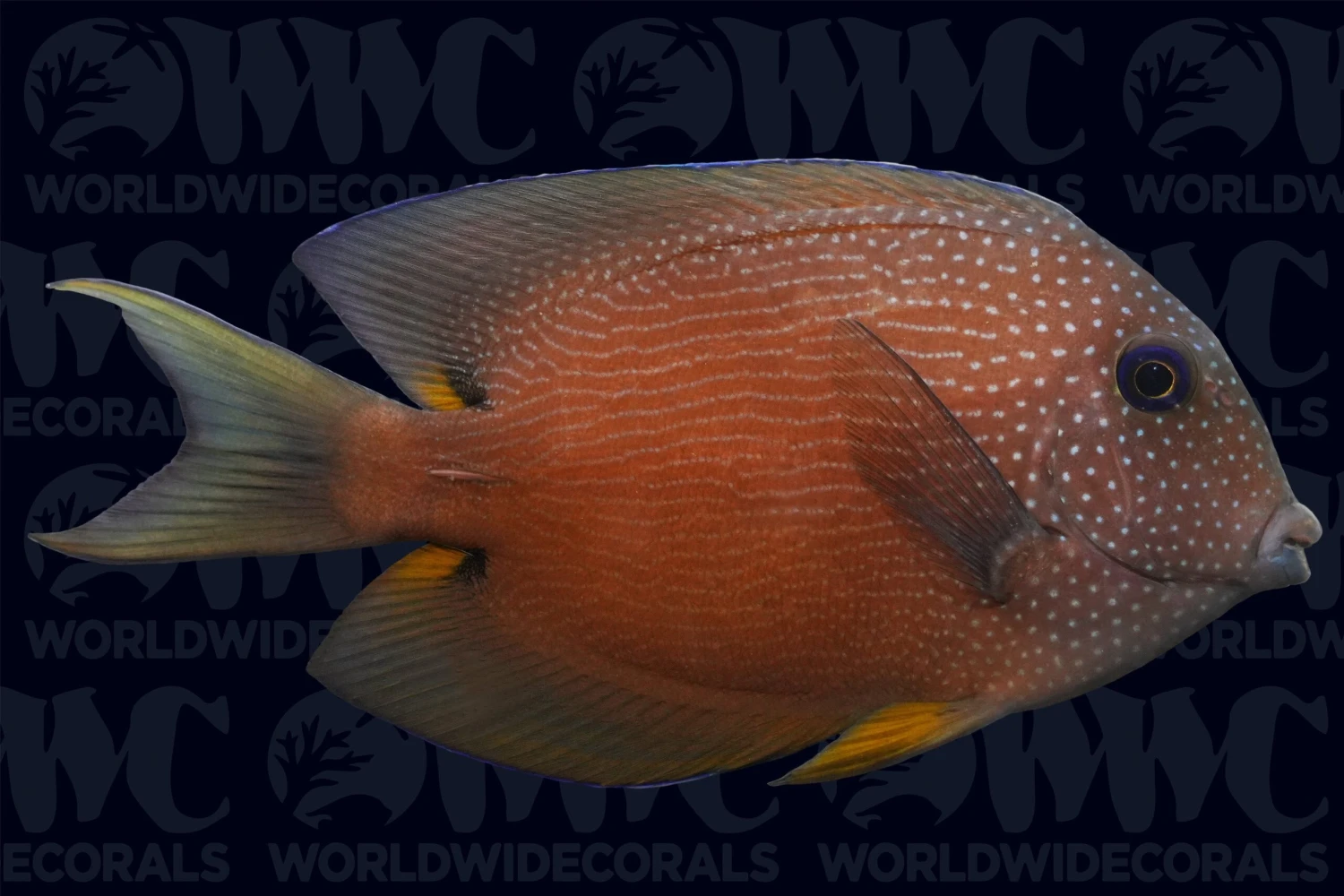 Two Spot Bristletooth Tang - Sri Lanka 3 Two Spot Bristletooth Tang - Sri Lanka