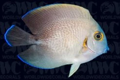 Mimic Half Black Tang - Philippines