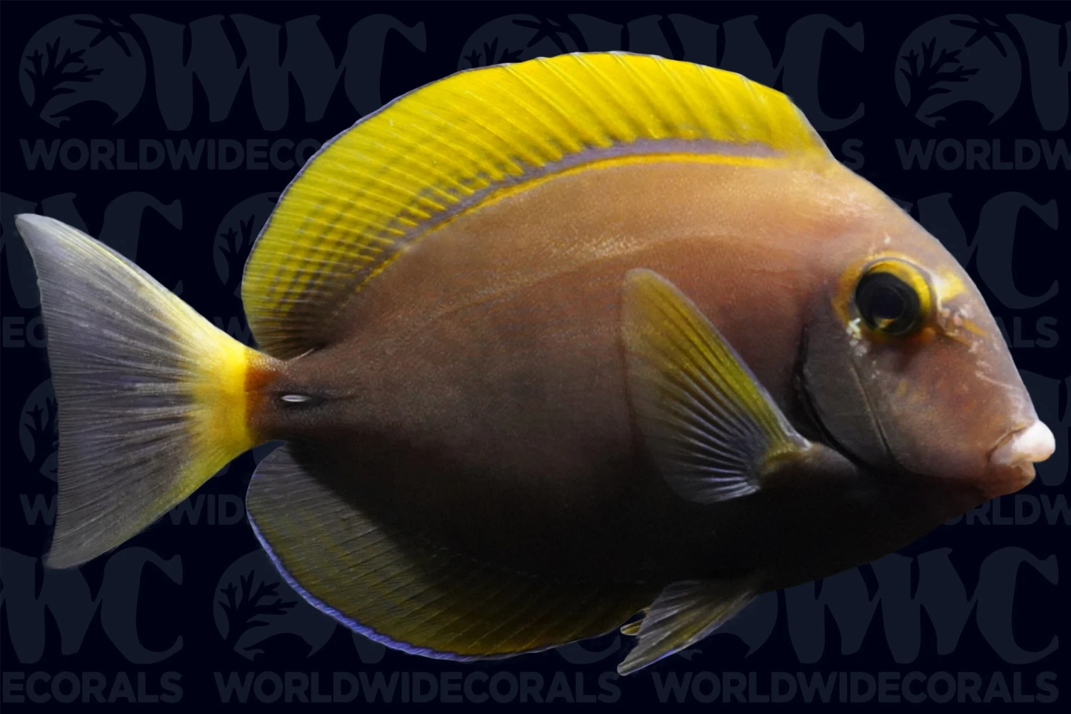 Dussumier Tang - Fiji 3 Dussumier Tang - Fiji