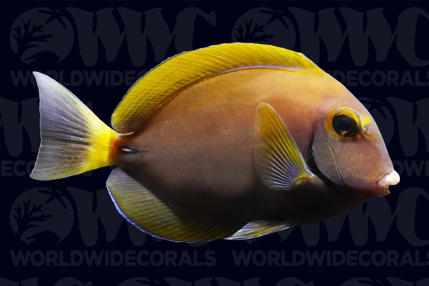 Dussumier Tang - Australia 3 Dussumier Tang - Australia