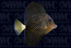 Gem Tang - Madagascar