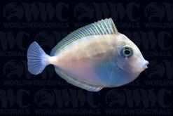 Vlamingii Tang - Juvenile - Philippines