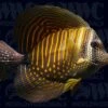 Desjardinii Sailfin Tang - Djibouti -Coral Shop 1315984b d377085a 57ac 43c3 98a9 c452c3ee9a38