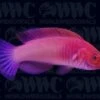 Red Velvet Fairy Wrasse - Maldives 1 Red Velvet Fairy Wrasse - Maldives -Coral Shop 1335776a 349e6b9f 3e04 403f b6d1 8588cf9f2003