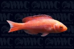 Marjorie's Fairy Wrasse - Male - Fiji