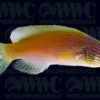 Rhomboid Fairy Wrasse - Marshall Islands 1 Rhomboid Fairy Wrasse - Marshall Islands -Coral Shop 1336152a 6fd63d51 6734 48ec 91c8 80457bf35364