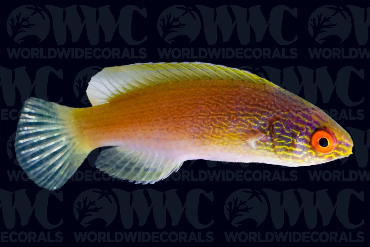Rhomboid Fairy Wrasse - Marshall Islands 3 Rhomboid Fairy Wrasse - Marshall Islands