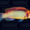 Red Eye Solor Fairy Wrasse- Male - Indonesia -Coral Shop 1336297