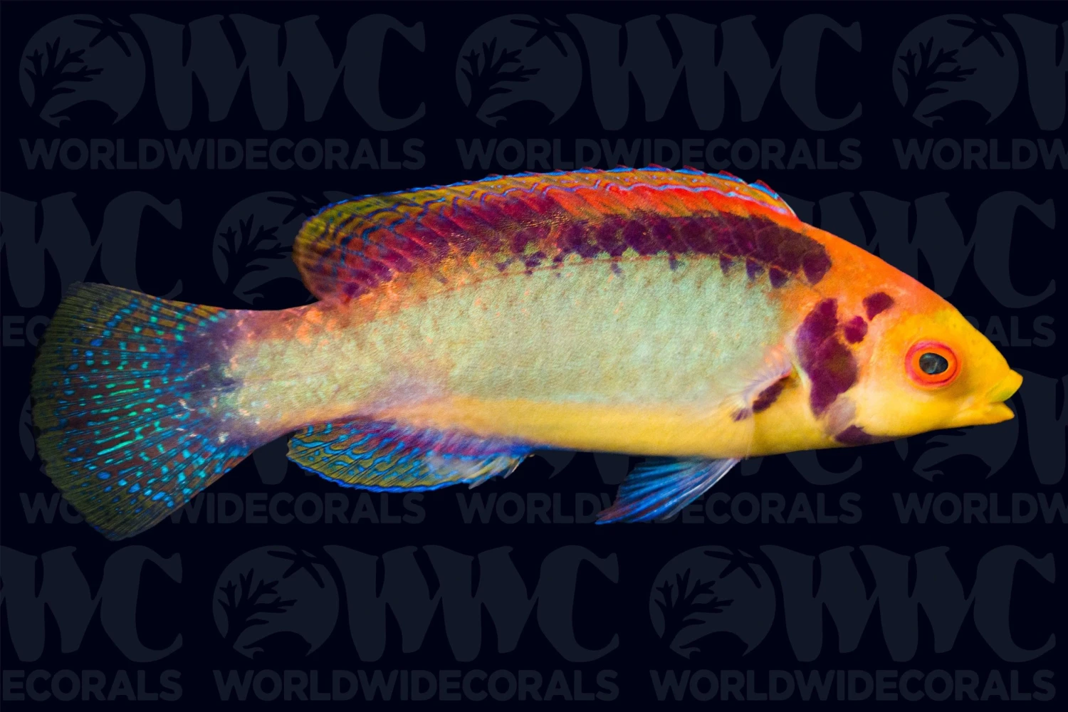 Red Eye Solor Fairy Wrasse- Male - Indonesia 3 Red Eye Solor Fairy Wrasse- Male - Indonesia