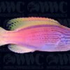 Lineatus Fairy Wrasse - New Caledonia 2 Lineatus Fairy Wrasse - New Caledonia -Coral Shop 1336335