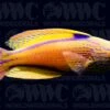 Lineatus Fairy Wrasse - Super Male - Australia 1 Lineatus Fairy Wrasse - Super Male - Australia -Coral Shop 1336343 84561bfa f0e8 4646 9b93 5b96333ecd6e