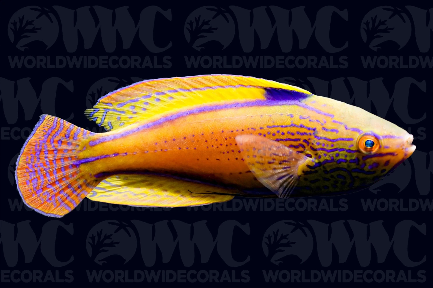 Lineatus Fairy Wrasse - Super Male - Australia 3 Lineatus Fairy Wrasse - Super Male - Australia