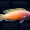 Rhomboid Fairy Wrasse - Male - Marshall Islands -Coral Shop 1336402a fc9fc451 92d4 439f 96f3 b50ffa552682