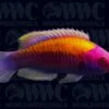 Orangeback Fairy Wrasse - Indonesia 1 Orangeback Fairy Wrasse - Indonesia -Coral Shop 1336557 cd5d3ba5 6d8b 4400 a87e 18daedb4946c